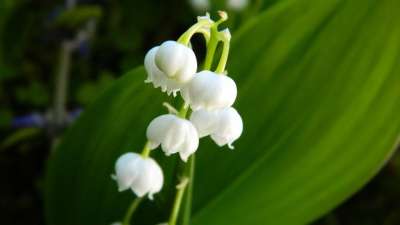 莉莉山谷 白色的 花 工厂 盛开 春天 植物