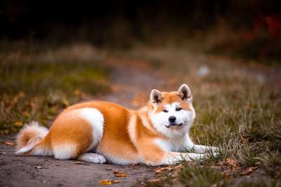 秋田 狗 宠物 肖像 动物 纯种 家犬 犬类 哺乳动物 可爱的