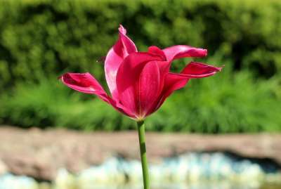 郁金香 一 春天 春天的花朵 红色的 花 性质 美丽 季节