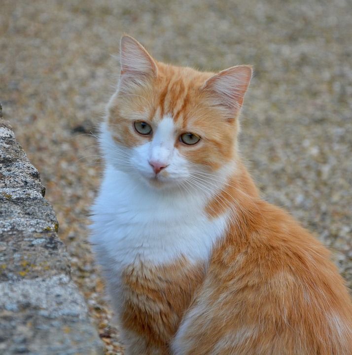 猫 猫科动物 红色白色的猫 家畜 猫看 动物 肖像 看 花园