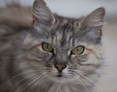 猫 动物 猫看 猫科动物 胡子 家畜