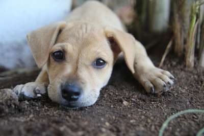 狗 动物 宠物 小狗 可爱的 国内的 年轻 爱 小的 犬类