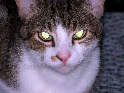 猫 邪恶的 眼睛 发光的 万圣节 恐怖 爬行 可怕的