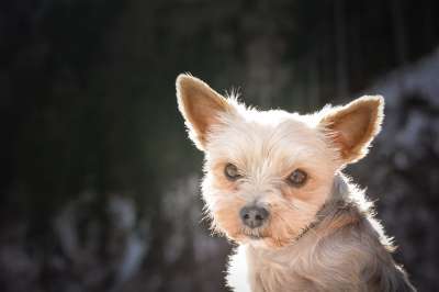 狗 约克夏犬 约克 梗犬 犬类 宠物 国内的 动物 动物群