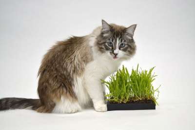 猫 动物 草