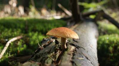 蘑菇 林 魔术 性质 森林地 秋季 苔藓 帽子 潮湿 季节