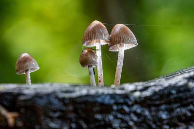 蘑菇 落下 森林 自然 迷你蘑菇 宏 森林地面 海绵 关闭
