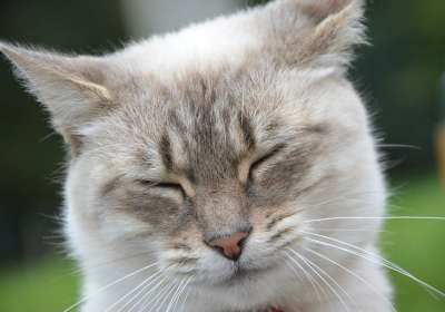 猫 小猫 眼睛闭上 闭上你的眼睛 猫睡 猫科动物 家畜 可爱