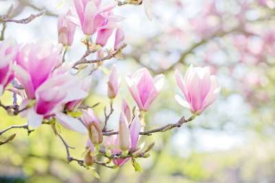 木兰 粉色的 背景 文本空间 花朵 绽放 春天 开花 枝杈