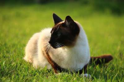 猫 小猫 暹罗 暹 草 品种猫