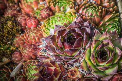 植物群 岩石花园 自然 工厂 网热斯克 花园