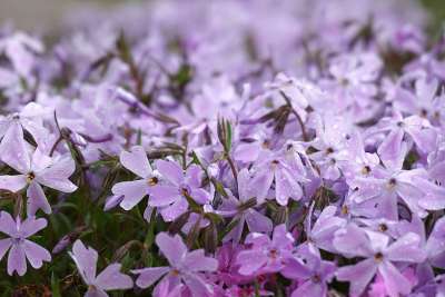 花朵 福禄考 花 绽放 植物学 谷物 生长 春天 季节性 外部