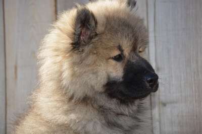 狗 狗Eurasier 年轻的狗 狗的奥拉夫-蓝色 小狗 狗公司