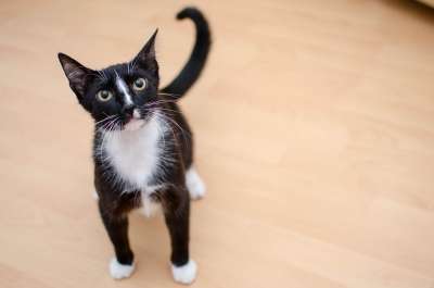 猫 家猫 达乔维茨 一个整齐干净的猫 猫的眼睛 最喜欢的