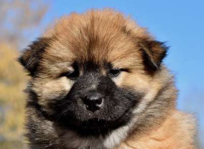 狗 狗Eurasier 婊子潘多拉 母狗 可爱 狗肖像 动物 犬类