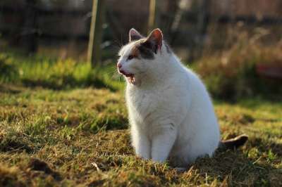 猫 打哈欠 家猫 光 太阳
