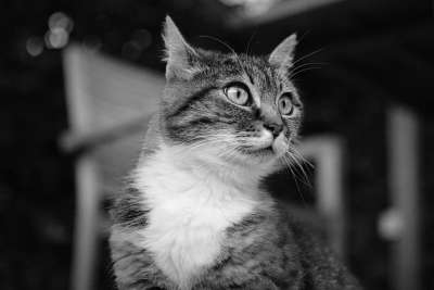 猫咪 动物 猫 宠物 哺乳动物