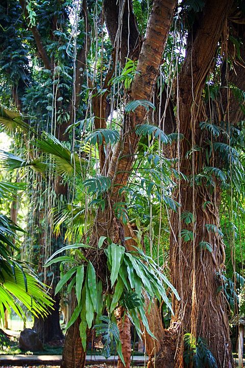 清莱 泰国 藤本植物 公园 自然 绿地 热带 木头 森林 亚洲