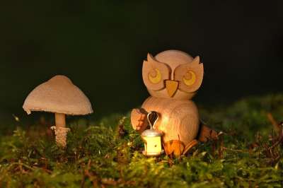 蘑菇 猫头鹰 森林 苔藓 落下 自然