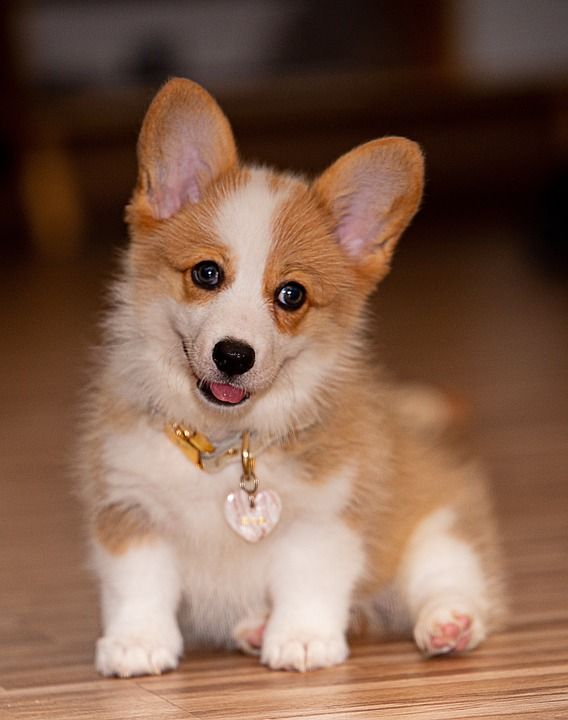 小狗 柯基犬 宠物 狗 动物 犬类