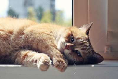 猫 红猫 小猫 可爱 毛皮 梦 眼睛 美容 动物 睡眠 度假