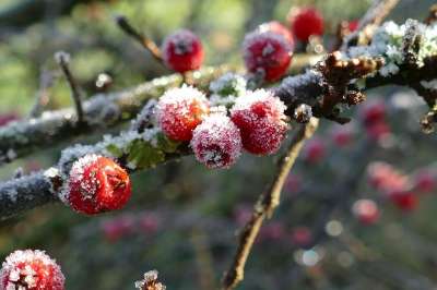 冬青 水果 霜 冻结 成熟 冷 冰 雪 冬天 浆果 植物区系