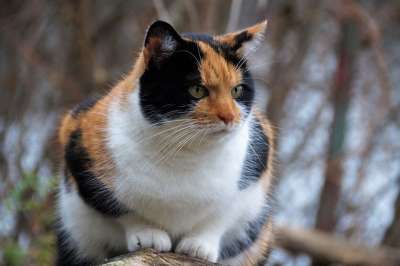 猫 动物 宠物 印花布猫 三色 猫科动物 胡须