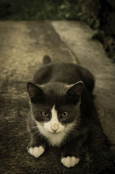 动物 猫 可爱的 眼睛 猫科动物 毛皮 小猫 哺乳动物 宠物