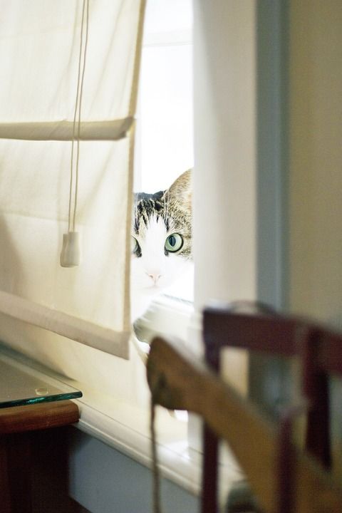 猫 宠物 动物 窗户 窗帘