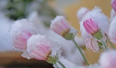 开花 雪晶 晚霜 春雪 冬天来临 雪 冰晶 雪花