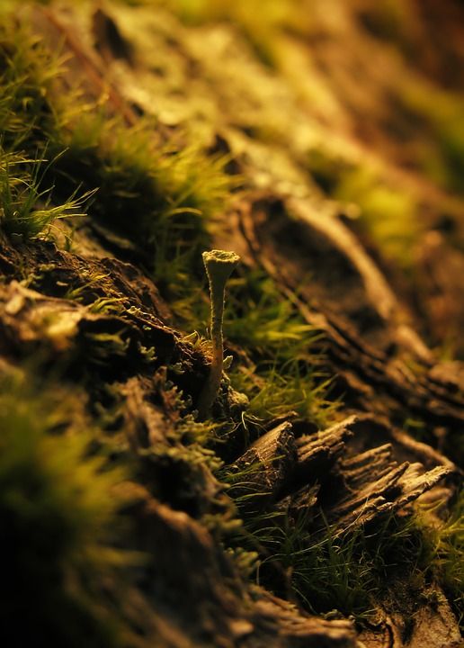 蘑菇 苔藓 菌类 特写 森林地面 地衣 宏观的