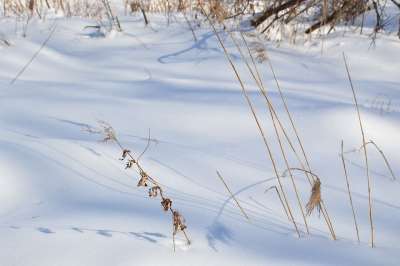 雪 冬季 森林 自然 漂移 干草 阴影 下雪的 解冻 春天