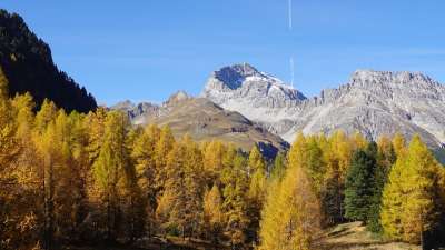 落叶松林 娱乐 山 自然