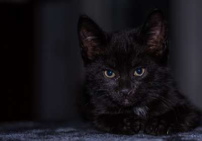 小猫 猫宝宝 年轻的猫 猫 偎 可爱的 动物 猫家族 幼兽