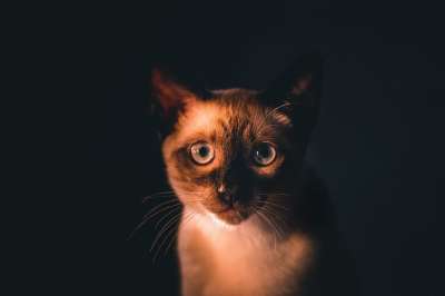 高清壁纸 猫 幼兽 好奇的 小猫 家畜 可爱的 动物 家猫
