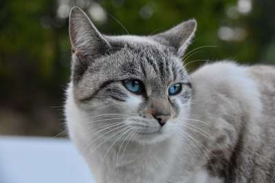 猫 阴云 猫科动物 动物 肖像猫 蓝眼睛的猫 小胡子 猫咪