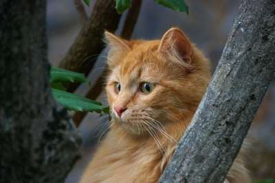 红猫 猫 猫的肖像
