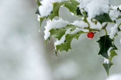 冬青 枝杈 雪 霜 冻结 冰 冬天 寒冷的 浆果 红莓 树叶