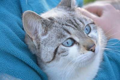猫 阴云肖像动物 蓝眼睛 蓝色的眼睛 可爱 肖像 宠物 家畜
