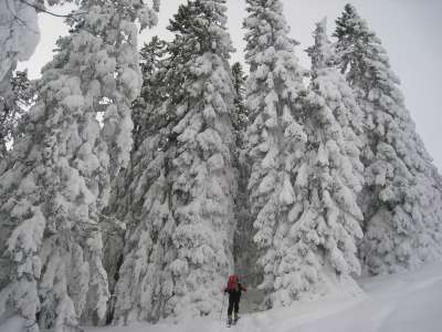 阿尔高 穷乡僻壤Skiiing 森林 冬天 冬季景观 雪 树木