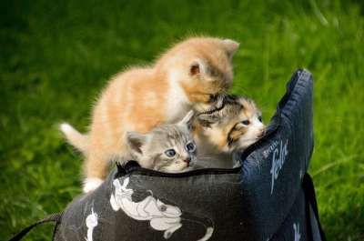 小猫 猫 猫科动物 可爱 动物 毛皮 哺乳动物 毛茸茸 青年