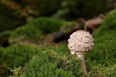 蘑菇 植物 毒菌 真菌学 森林 菌 苔藓 荒野 自然