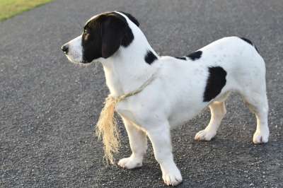 狗 宠物 犬类 动物 毛皮 鼻子 哺乳动物 狗肖像 户外