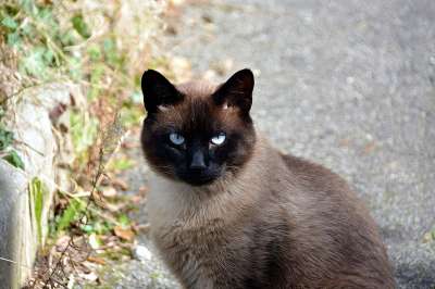 猫 暹罗猫 猫科动物 动物 家畜 猫看 蓝色的 眼睛 暹罗