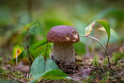 蘑菇 森林 秋季 白