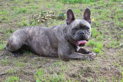 斗牛犬 狗 法国斗牛犬 可爱的 乐趣 纯种