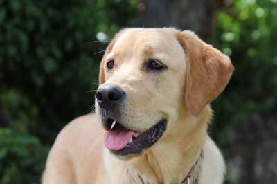 狗 金毛猎犬 犬 宠物 动物 肖像 可爱 头