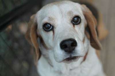 小猎犬 狗 婊子 肖像 狗的眼睛