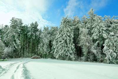 雪 冬天 寒冷的 冰冷的 景观 被雪覆盖 冬季景观 树木