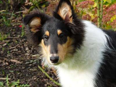 牧羊犬 狗 三色 长毛牧羊犬 小狗 年轻 俏皮的 看法 可爱的